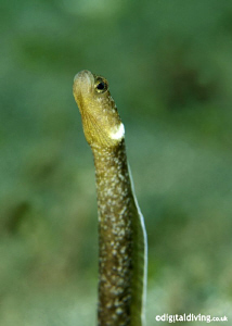 A Many Toothed Garden Eel on La Rascasse House Reef, Mana... by David Henshaw 